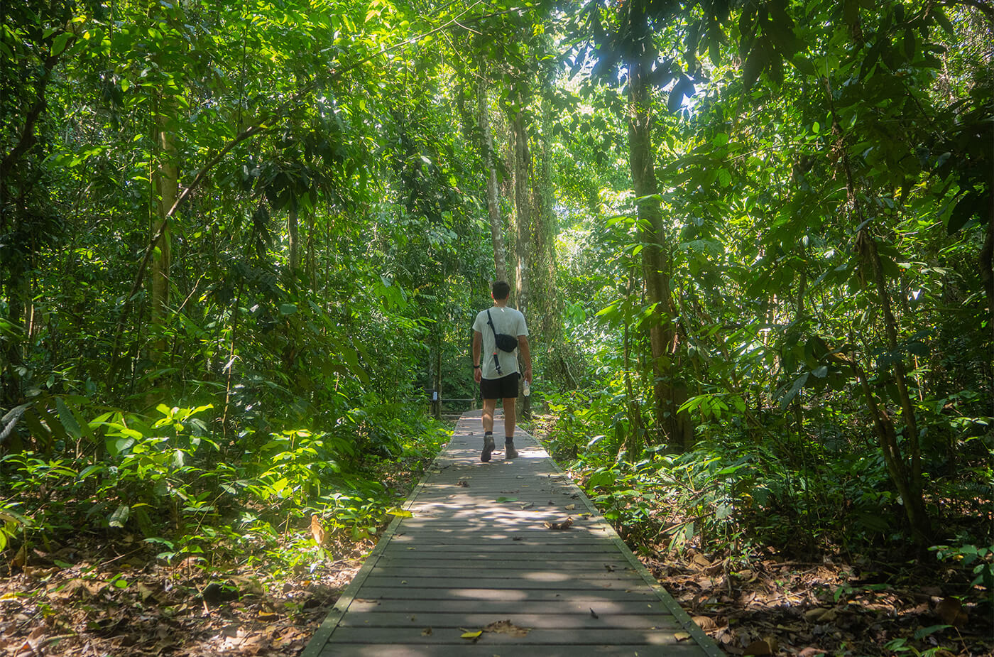 Mann läuft durch den Taman Negara Regendwald