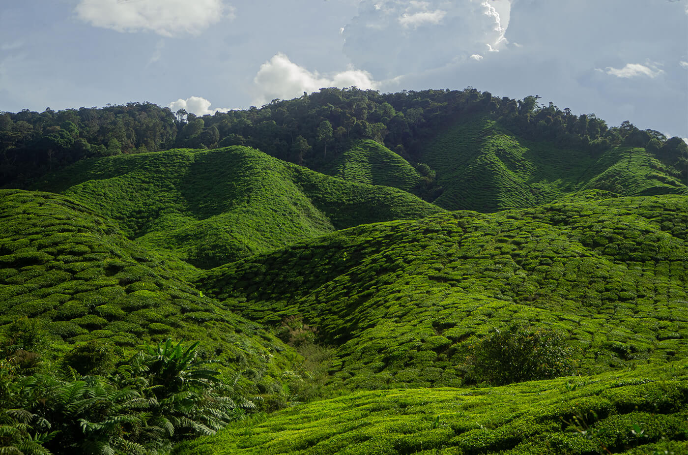 Teeplantagen auf Hügeln in den Cameron Highlands