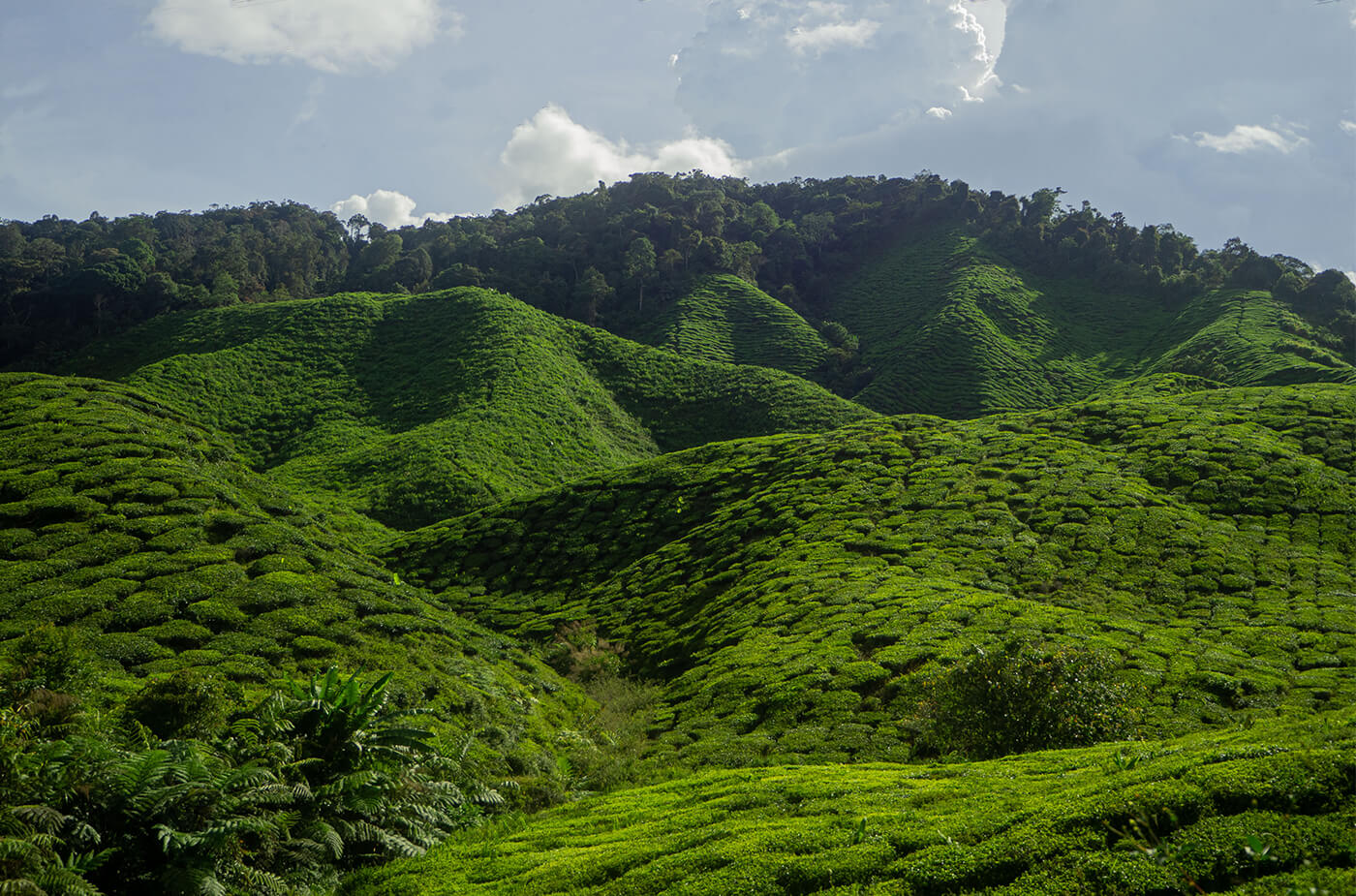 In den Cameron Highlands zwischen Teeplantagen und Bergen