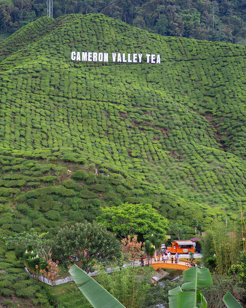 Teeplantagen mit Cameron Valley Tea Schriftzug