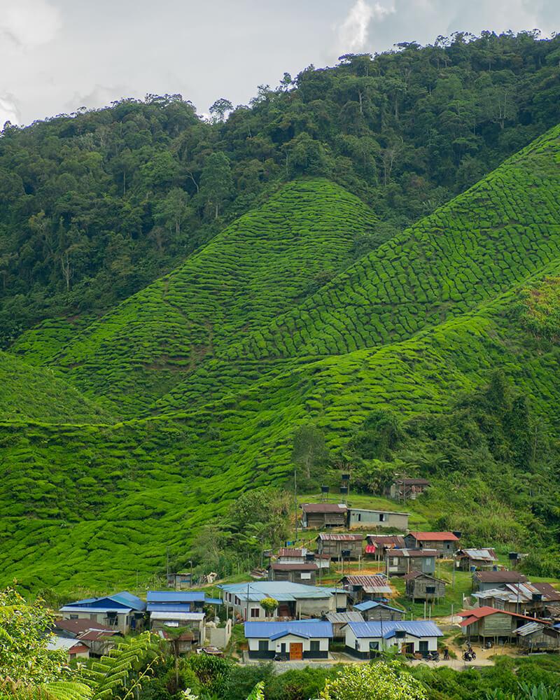 Teeplantagen auf Hügeln mit kleinem Dorf im Tal