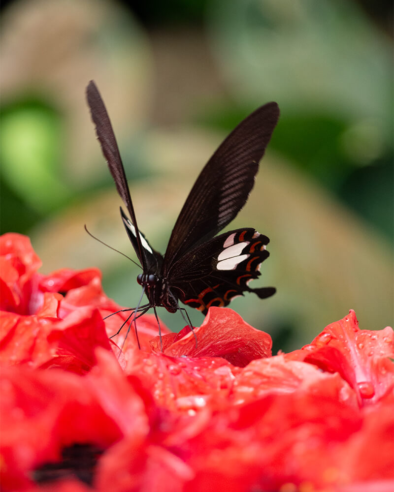 Schwarzer Schmetterlink auf roter Blume