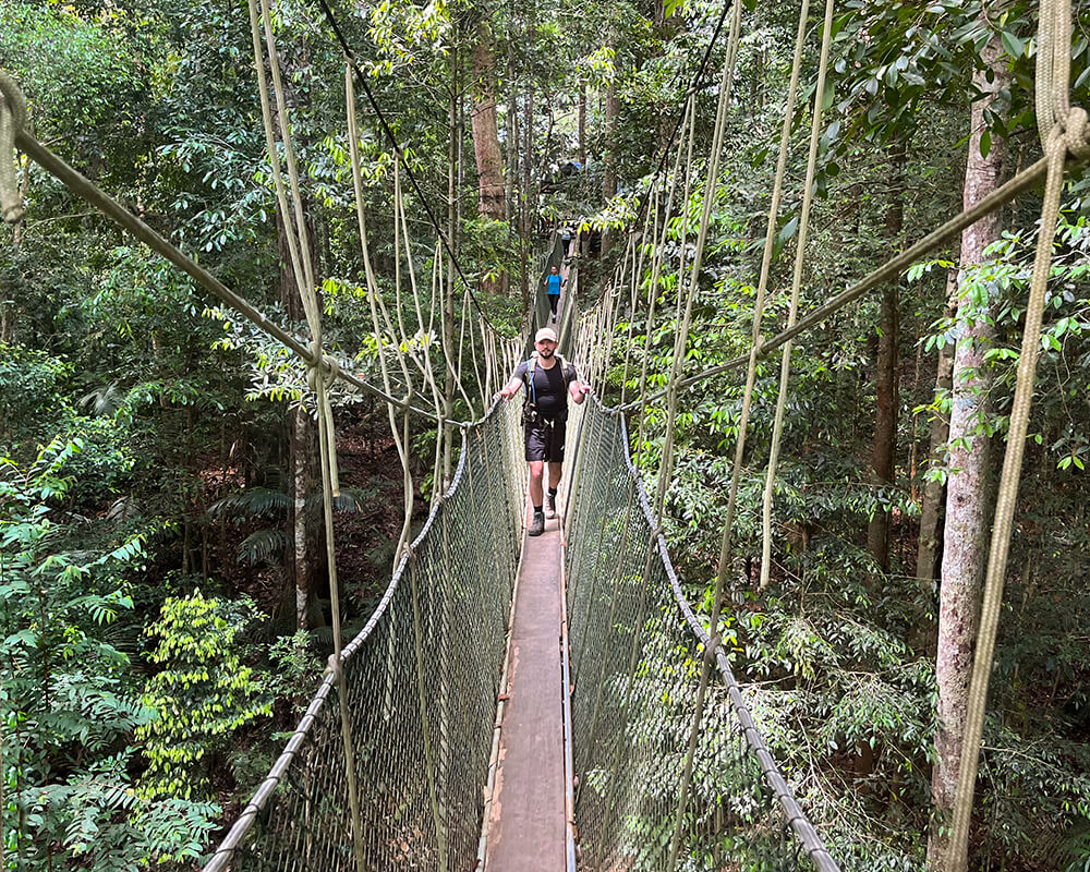 Mann läuft über die Hängebrücke im Taman Negara Regenwald