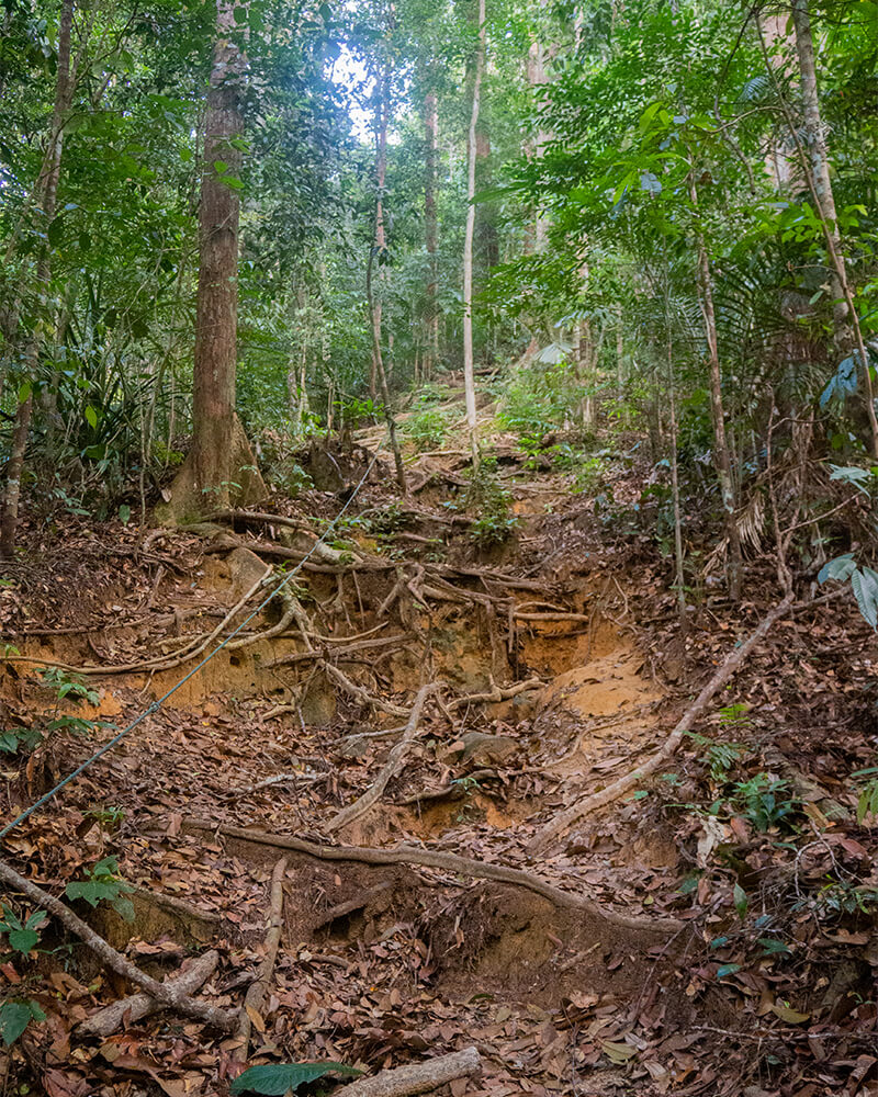 Wurzeln im Taman Negara Regenwald