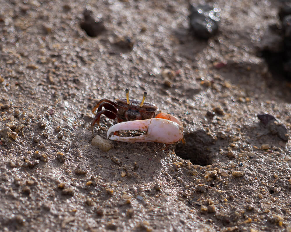 Krabbe mit einer Schere im Sand