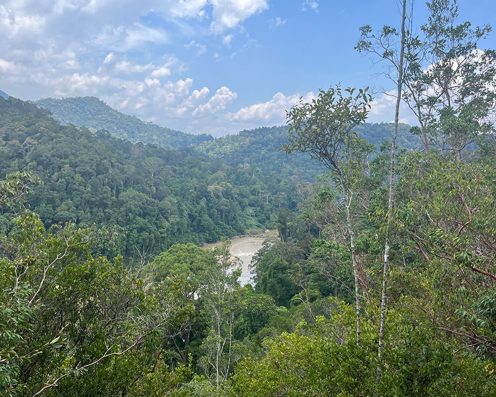 Ausblick über einen Regenwald mit Fluss