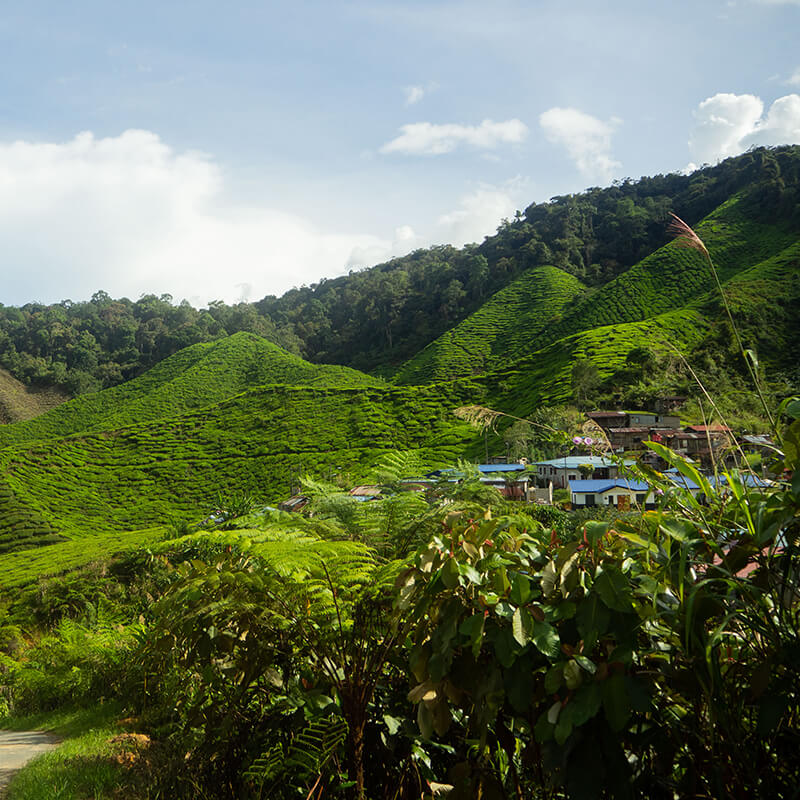 Cameron Highlands Teeplantage