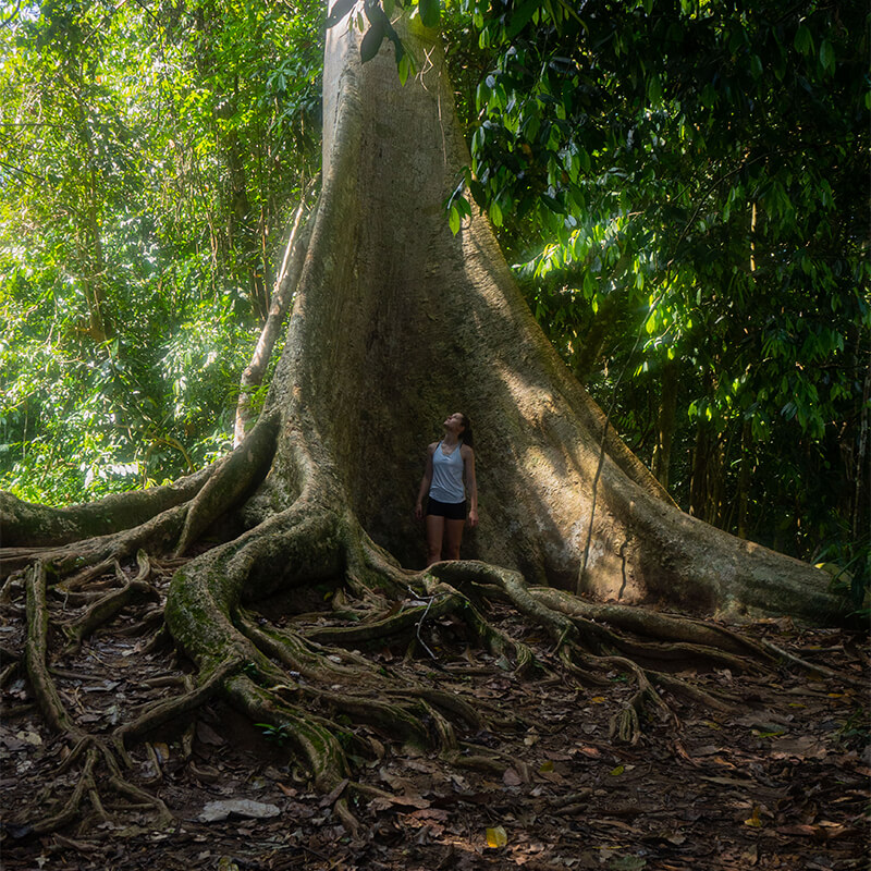 junge Frau steht in den Wurzeln eines großen Baumes