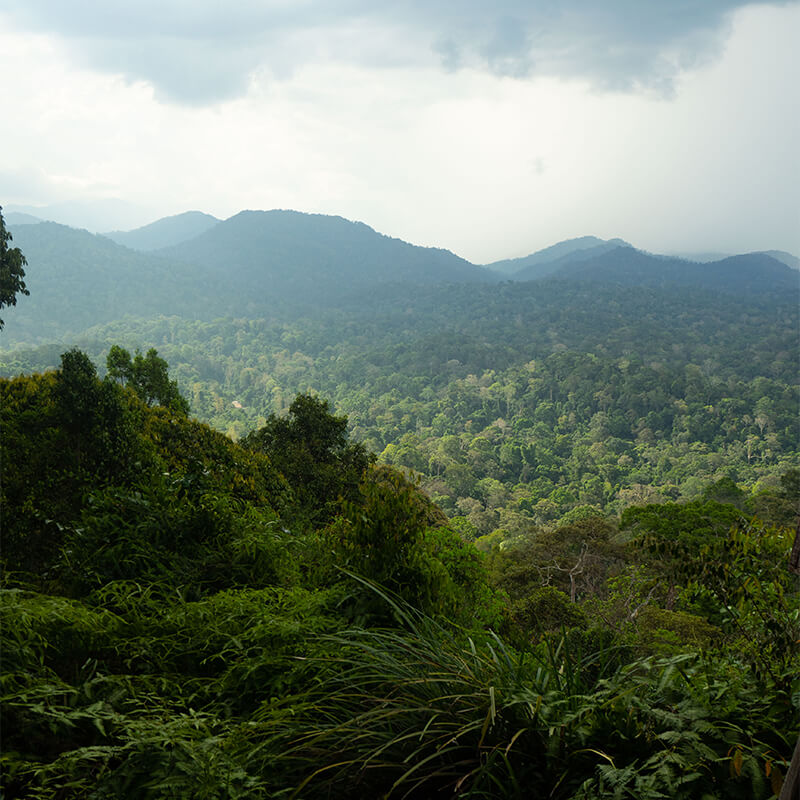 Ausblick über den Taman Negara Regenwald von oben