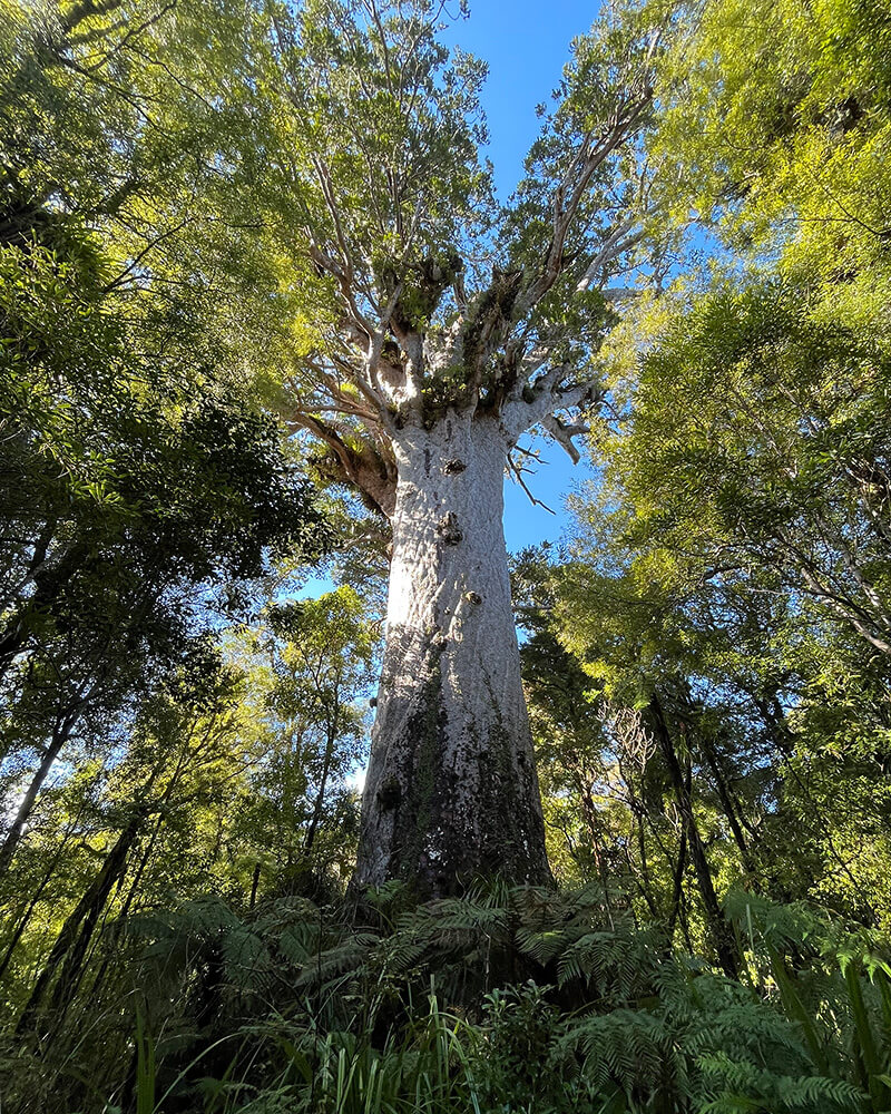 großer Baum mit sehr dickem Stamm