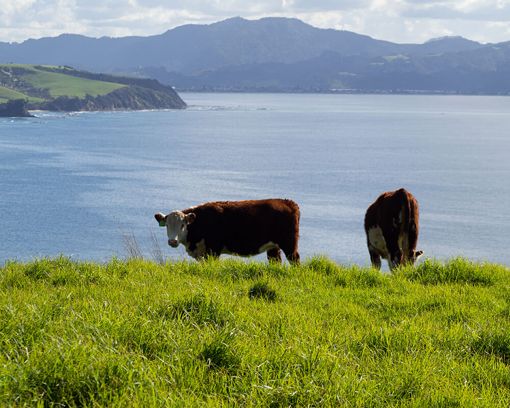 zwei Kühe stehen auf einer Wiese, im Hintergrund ist die Küste und das Meer