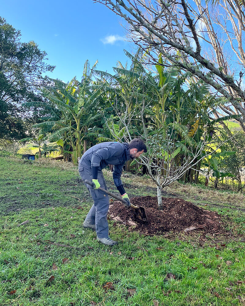 junger Mann mit einer Schaufel arbeitet im Garten bei einem Obstbaum