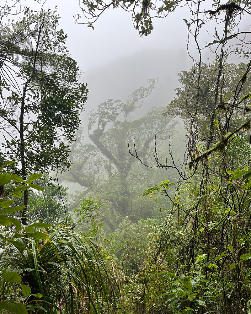 Ausblick aus dem Wald auf dem Kaipawa Trig Track