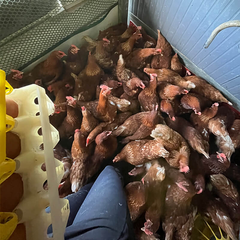 Viele Hühner