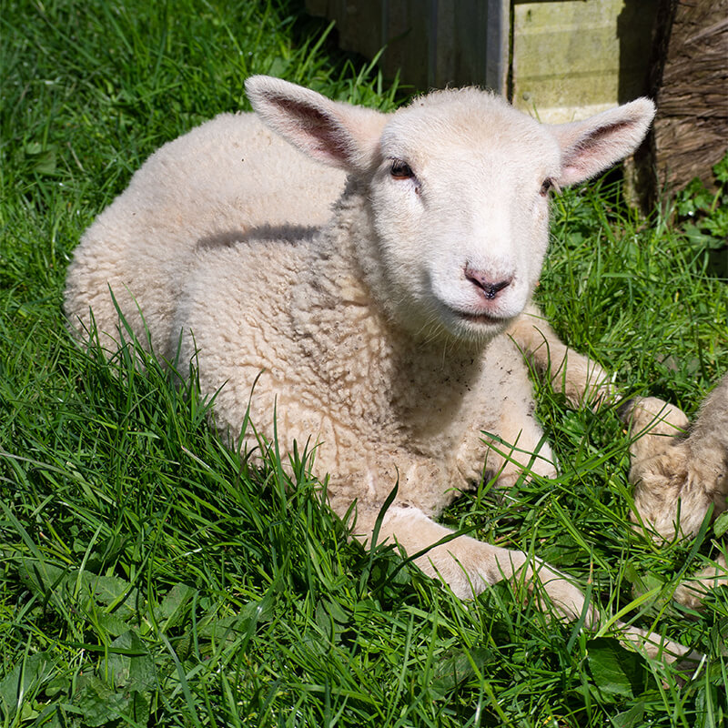 Lamm liegt auf einer Wiese