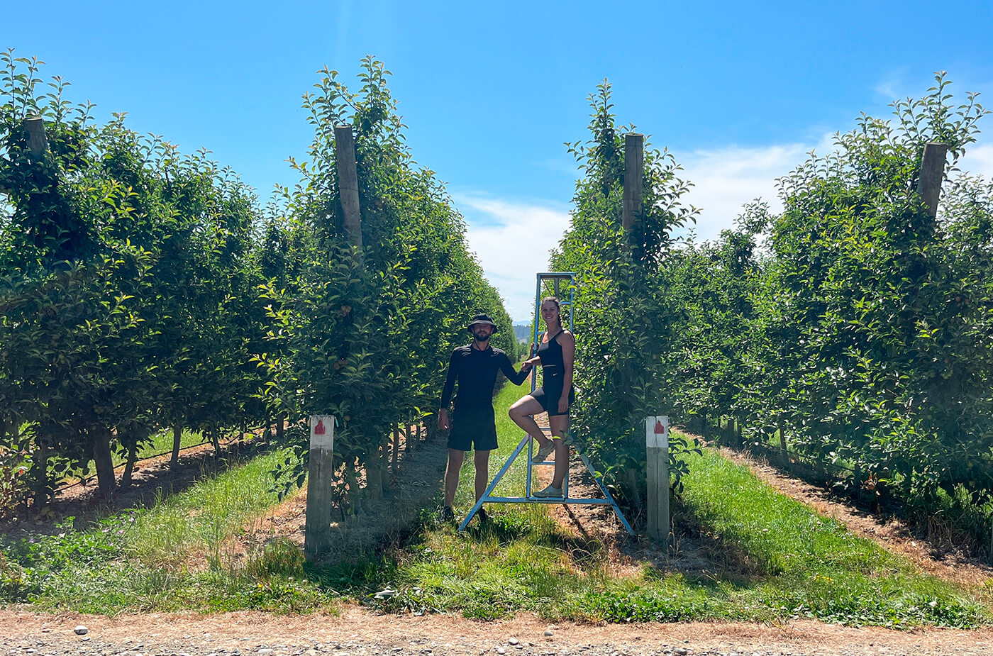 Apple-Thinning auf einer neuseeländischen Obstplantage