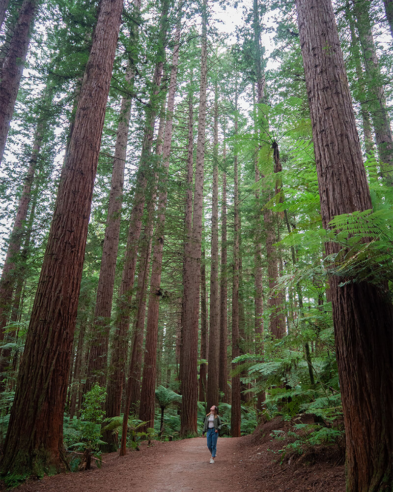 junge Frau läuft durch einen Wald mit sehr hohen Tannenbäumen