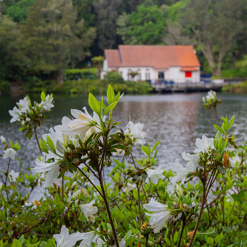 Buch mit Blüten, im Hintergrund ein See und ein Haus