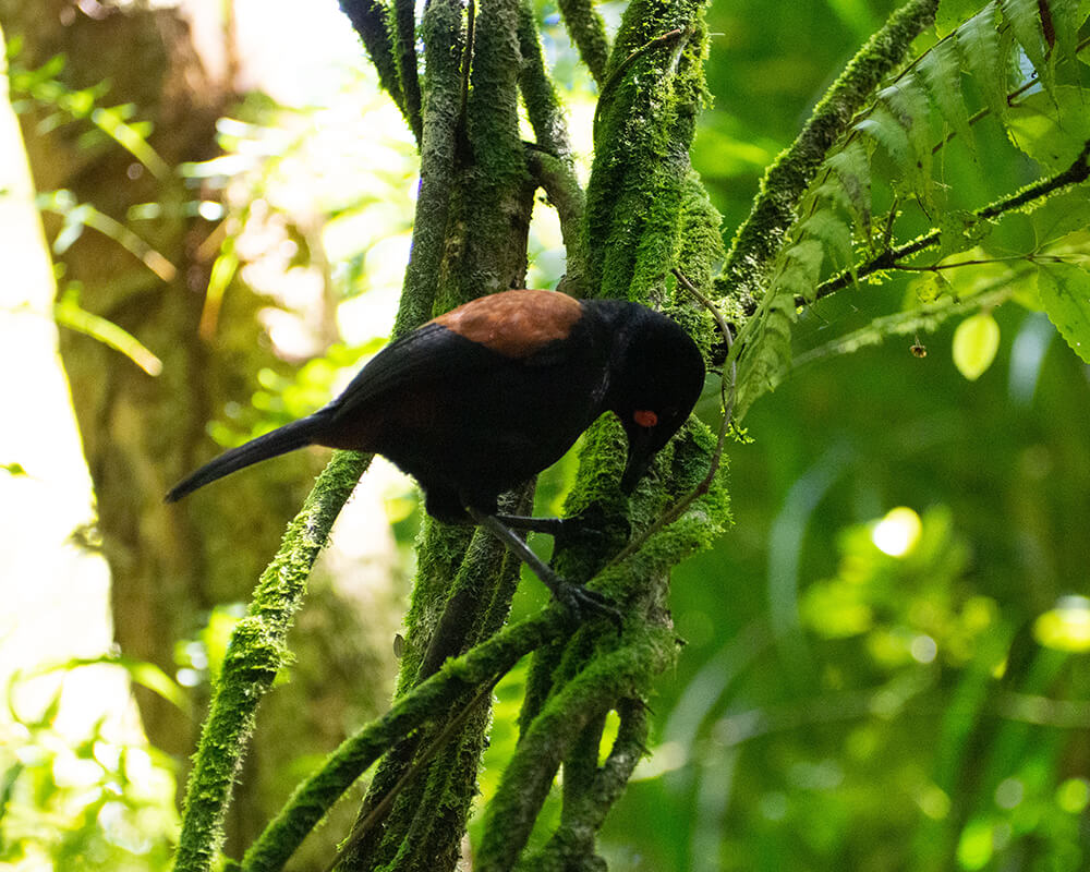 kleiner schwarzer Vogel auf einem Baum