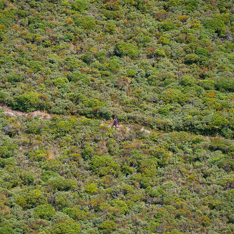 Grün bewachsener Hügel mit einem Wanderweg