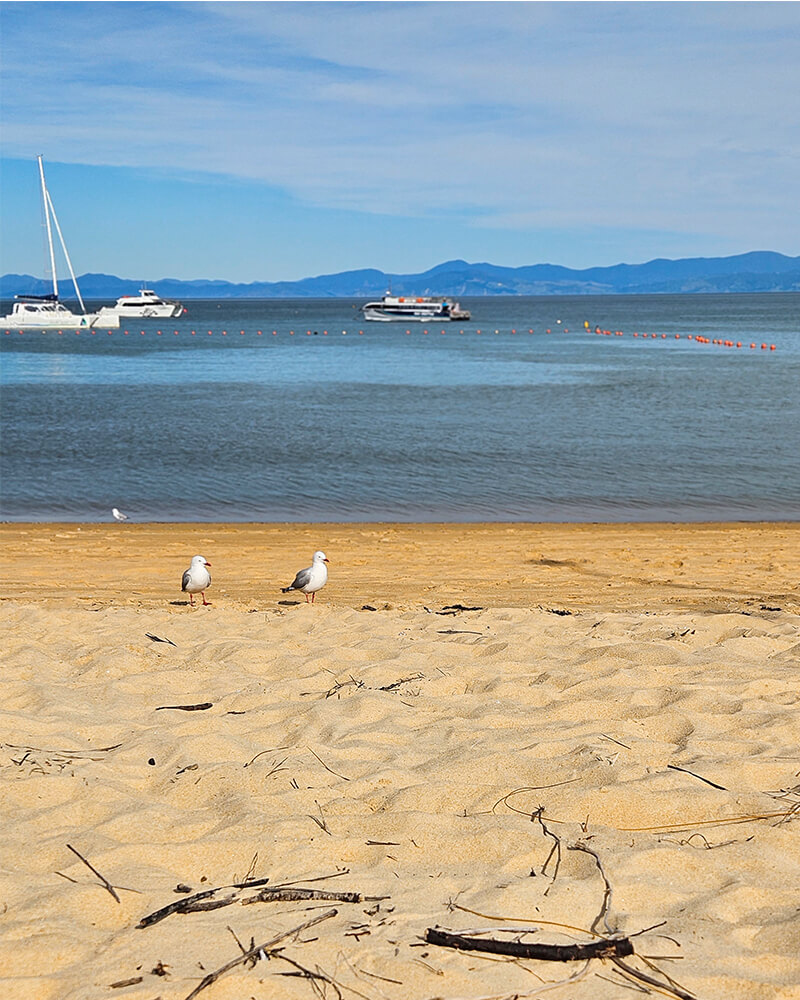 Kaiteriteri Beach mit Möwen am Strand und Segelboten auf dem Meer