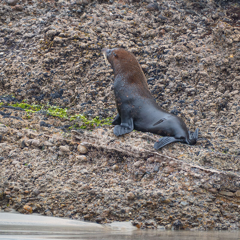 Seelöwe auf Felsen