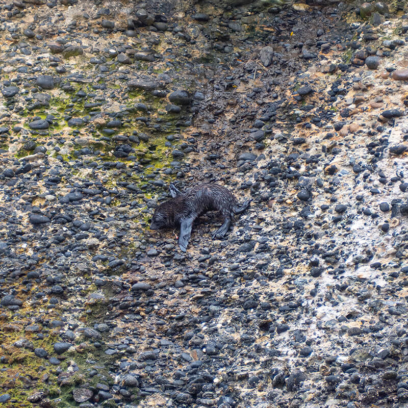 Robbenbaby auf Felsen