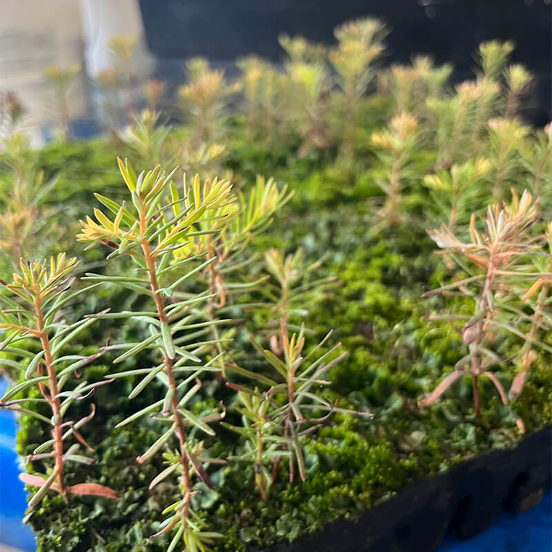 Nahaufnahme von Reedwood-Setzlingen