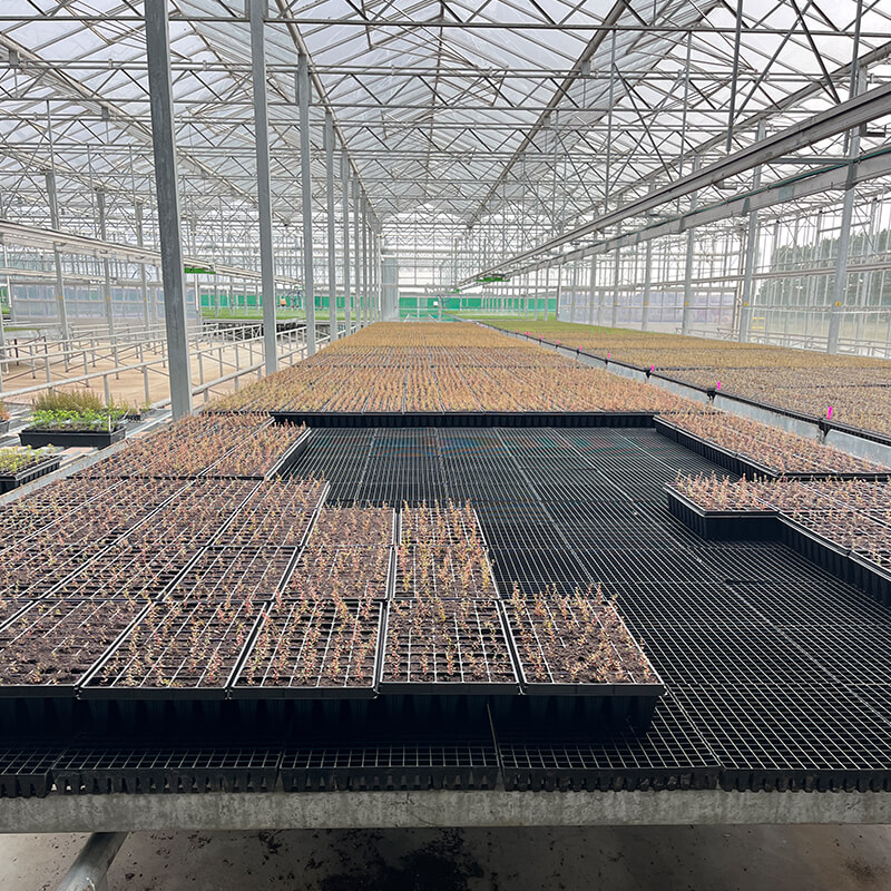 Anzuchtkästen in einer Nursery