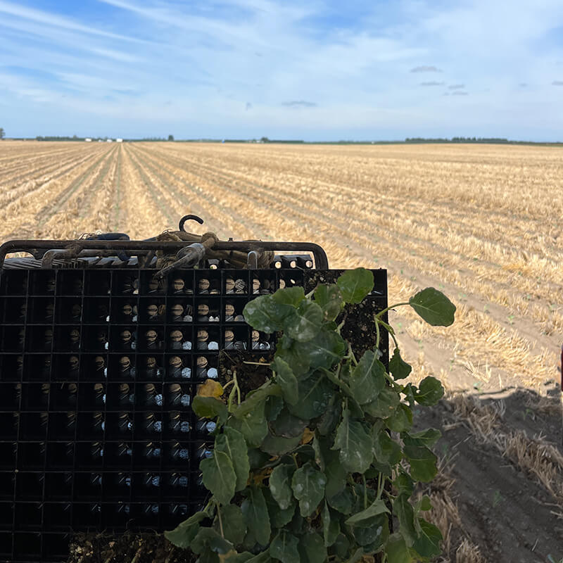 Anzuchttablett mit Brokkoli-Setzlingen mit Feld im Hintergrund