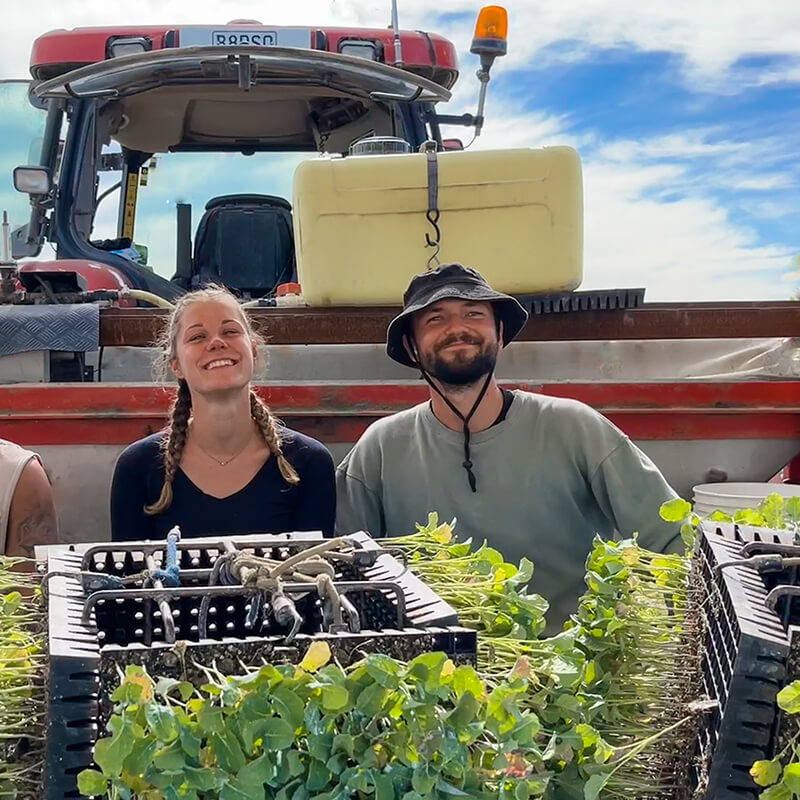 zwei Personen sitzen auf einem Pflanztraktor hinter Anzuchttabletts mit Brokkoli-Setzlingen