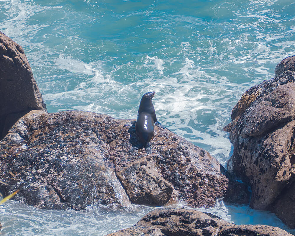 Seehund der auf einem Felsen im Meer sitzt