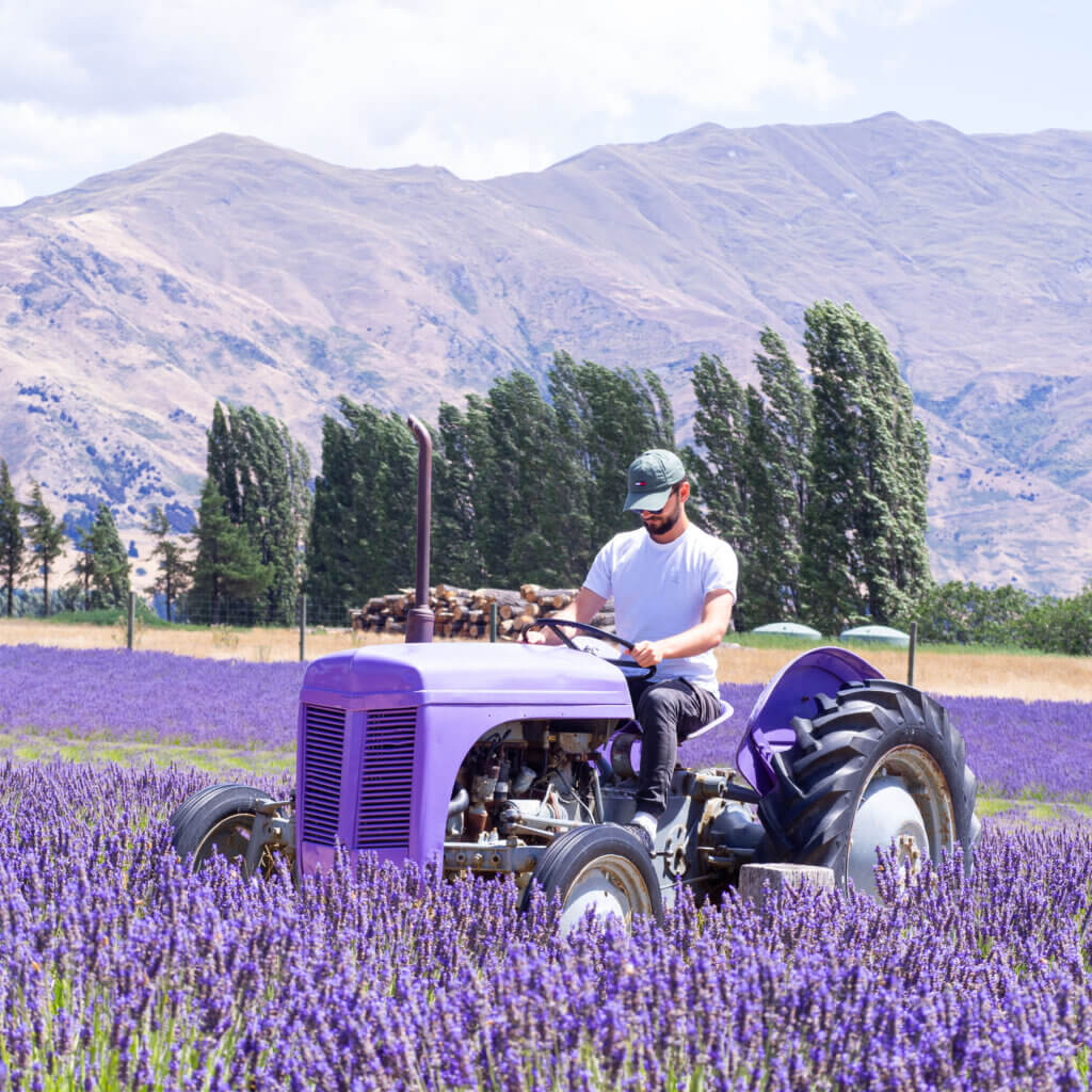 junger Mann auf einem Lila Traktor in einem Lavendelfeld
